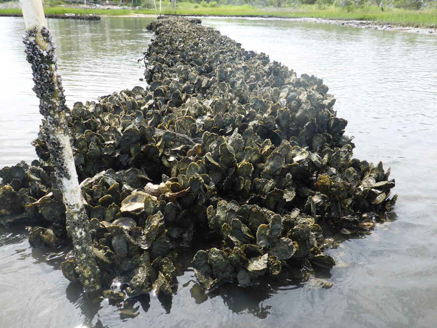 Restored oyster reef in Bogue Sound. Photo by Christine Voss