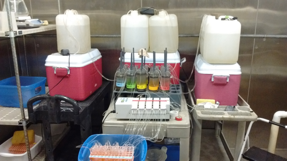 Laboratory set up at UNC IMS. Sediment cores (cylinders with different color tape) hooked up to a pump (white box at front) that pulls water from the sediment surface. 